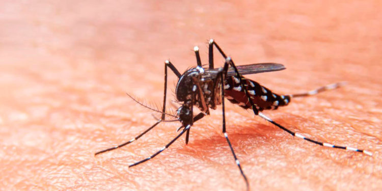 Misiones tiene 3 mil casos sospechosos de dengue y 185 confirmados 1 2024