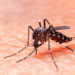 Misiones tiene 3 mil casos sospechosos de dengue y 185 confirmados 5 2024