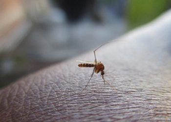 Emergencia Sanitaria en Misiones: murió un chico de 14 años en Eldorado, con diagnóstico positivo de dengue e insuficiencia respiratoria grave 19 2024