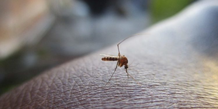 Emergencia Sanitaria en Misiones: murió un chico de 14 años en Eldorado, con diagnóstico positivo de dengue e insuficiencia respiratoria grave 1 2024