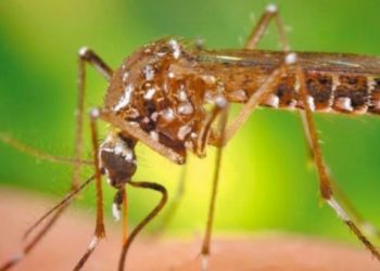 “La Provincia no oculta información sobre el dengue, sino que la difunde”, dijo el ministro de Salud de Misiones Oscar Alarcón 3 2024