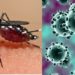 Misiones en emergencia epidemiológica y sin eventos públicos masivos por el brote de dengue y el riesgo de coronavirus 3 2024