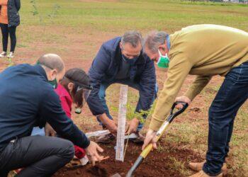 Nuevo pulmón verde: plantaron 50 árboles en la playa de Miguel Lanús 11 2024