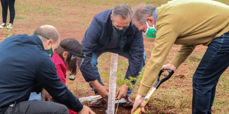 Nuevo pulmón verde: plantaron 50 árboles en la playa de Miguel Lanús 1 2024