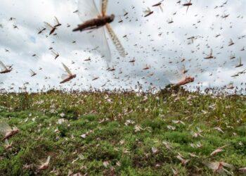 Buscan controlar con aviones la plaga de langostas que amenaza al norte argentino 19 2024