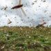 Buscan controlar con aviones la plaga de langostas que amenaza al norte argentino 5 2024