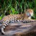 Buscan sacar al yaguareté de la lista de especies en riesgo de extinción en el Chaco 4 2024