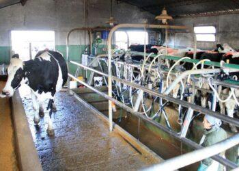 El Gobierno apuesta a que el precio de la leche para el tambero aumente tras el pico de producción de primavera 3 2024