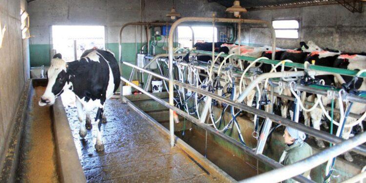 El Gobierno apuesta a que el precio de la leche para el tambero aumente tras el pico de producción de primavera 1 2024
