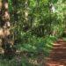 La Legislatura declaró Área Natural Protegida el Arboretum municipal “La Forestal”, de Alem 3 2024
