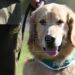 Chile ya tiene perros adiestrados que detectan un caso positivo en menos de 5 segundos 3 2024