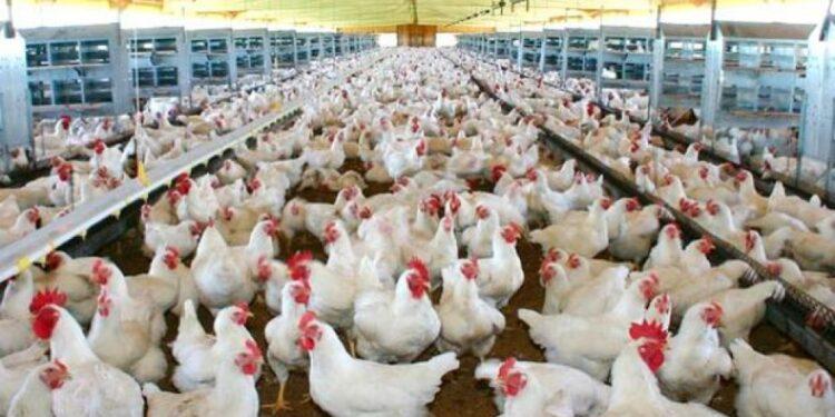 Sacrifican 190 mil gallinas y pollos por un nuevo foco de gripe aviar 1 2024