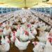Sacrifican 190 mil gallinas y pollos por un nuevo foco de gripe aviar 4 2024