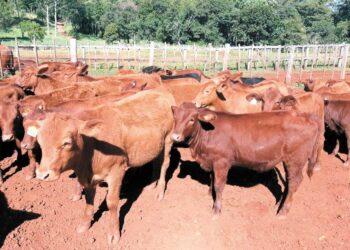 Camilo Sosa: 'Misiones es insipiente en la ganadería, pero queremos lograr la soberanía alimentaria' 11 2024