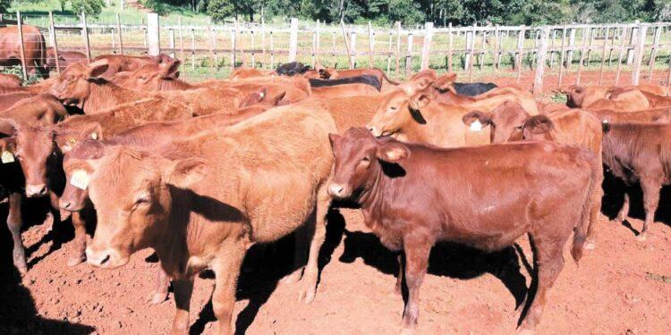 Camilo Sosa: 'Misiones es insipiente en la ganadería, pero queremos lograr la soberanía alimentaria' 1 2024