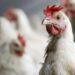 India y Francia sacrifican a centenares de miles de aves de corral por avance de la gripe aviar 3 2024