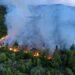 Precisan que son más de 7.000 las hectáreas quemadas en Rio Negro e investigan origen del incendio 3 2024