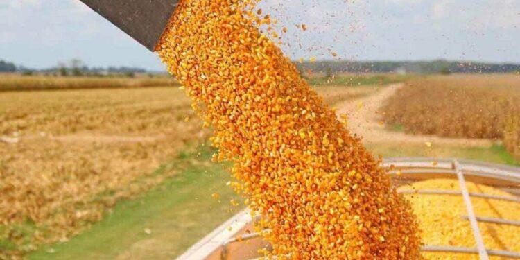 Dejarán sin efecto el límite de 30.000 toneladas diarias para exportación de maíz 1 2024