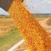 Dejarán sin efecto el límite de 30.000 toneladas diarias para exportación de maíz 3 2024
