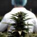 Argentina y Brasil acordaron impulsar la producción y comercialización del cannabis 10 2024