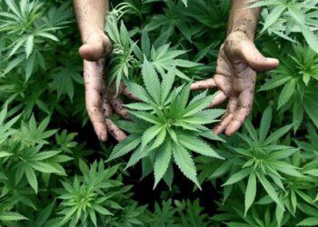 México aprobó el uso recreativo del cannabis 5 2024