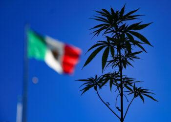 Legalización de la marihuana en México: La mirada de dos expertos y una experiencia de vida 1 2024