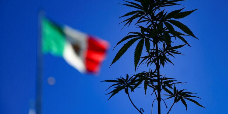 Legalización de la marihuana en México: La mirada de dos expertos y una experiencia de vida 1 2024