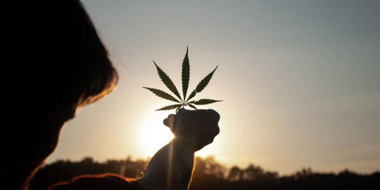El Gobierno reglamentó el registro de autocultivo de cannabis medicinal 1 2024