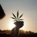 El Gobierno reglamentó el registro de autocultivo de cannabis medicinal 4 2024
