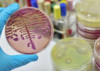 Los antibióticos nuevos no combaten la farmacorresistencia de bacterias peligrosas 5 2024