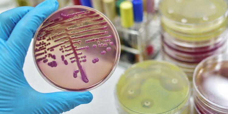 Los antibióticos nuevos no combaten la farmacorresistencia de bacterias peligrosas 1 2024