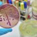 Los antibióticos nuevos no combaten la farmacorresistencia de bacterias peligrosas 3 2024
