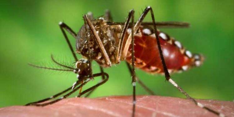 Alerta de Nación por el crecimiento de casos de Dengue   1 2024