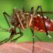 Alerta de Nación por el crecimiento de casos de Dengue   3 2024