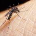 Una vacuna contra el dengue demostró una efectividad del 83,6% 3 2024