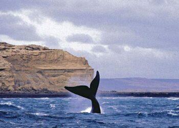 Comenzó la temporada de ballenas en Península Valdés 9 2024