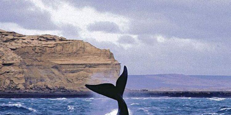 Comenzó la temporada de ballenas en Península Valdés 1 2024