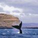 Comenzó la temporada de ballenas en Península Valdés 3 2024