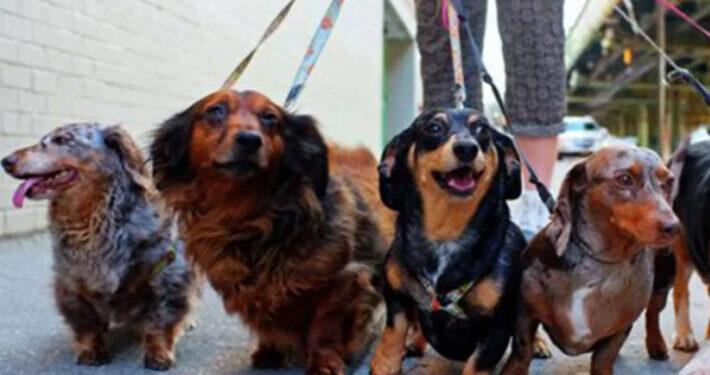 Día del Perro | Alejandro Gentile, paseador de canes en las calles de Posadas, destacó el buen trato diario necesario para la macota 1 2024