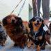 Día del Perro | Alejandro Gentile, paseador de canes en las calles de Posadas, destacó el buen trato diario necesario para la macota 5 2024