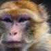 China reportó la primera muerte de un humano por un raro virus que transmiten los monos 3 2024