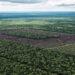 Greenpeace detectó 10 mil hectáreas de desmontes ilegales en Chaco 3 2024