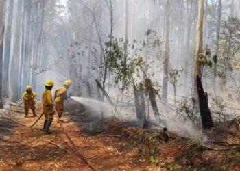 Sequia-Incendios: El Ministerio de Ecología aplicará multas a todo aquel que provoque incendios en Misiones 13 2024