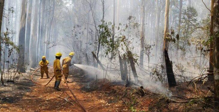 Sequia-Incendios: El Ministerio de Ecología aplicará multas a todo aquel que provoque incendios en Misiones 1 2024