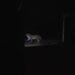 Avistaron un yaguareté durante el paseo de la luna llena en Cataratas 3 2024