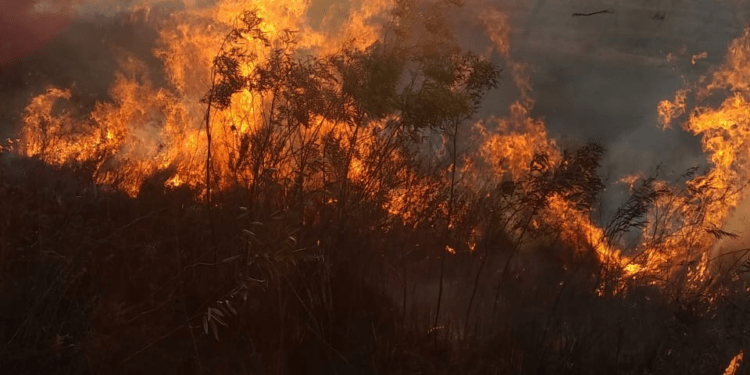 Confirman que incendio en Campo San Juan afectó a más de 230 hectáreas 1 2024