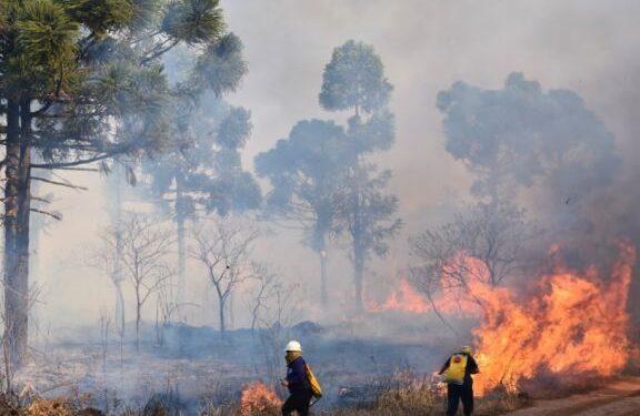 El incendio en el parque Araucaria, habría sido intencional y buscan al responsable 1 2024