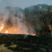 Puerto Iguazú: incendio dejó en evidencia tala indiscriminada y puso en riesgo 8 hectáreas de monte 3 2024