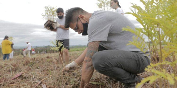 'Crece Selva Misionera': El desafío de reforestar 1 2024