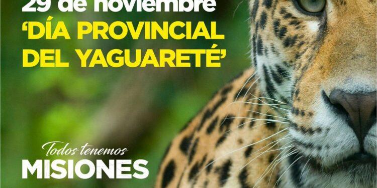 Este lunes se celebra el Día Provincial del Yaguareté 1 2024